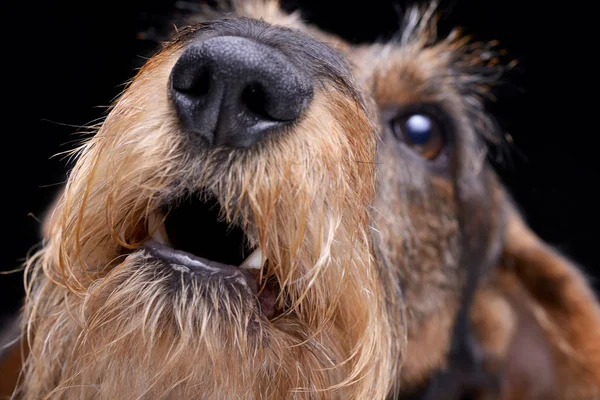 Retrato Dachshund Pêlo Arame Adorável Isolado Fundo Preto — Fotografia de Stock