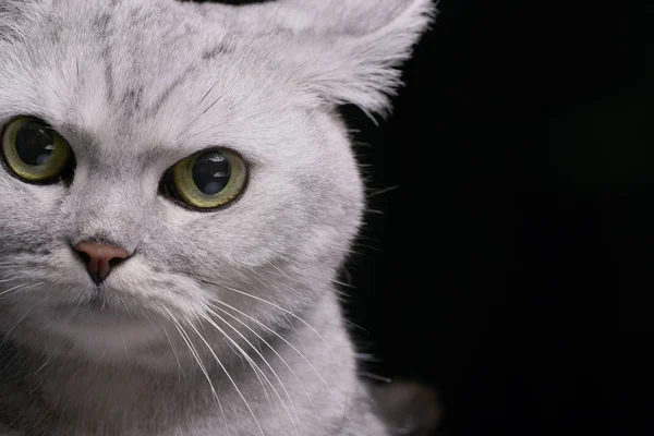 Ritratto Adorabile Gatto Stenografico Britannico Isolato Sfondo Nero — Foto Stock