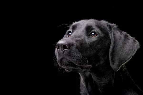 Retrato Adorable Labrador Retriever Aislado Sobre Fondo Negro — Foto de Stock