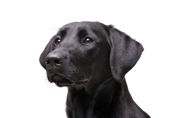 Πορτρέτο Του Ένα Αξιολάτρευτο Labrador Retriever Που Απομονώνονται Λευκό Φόντο — Φωτογραφία Αρχείου