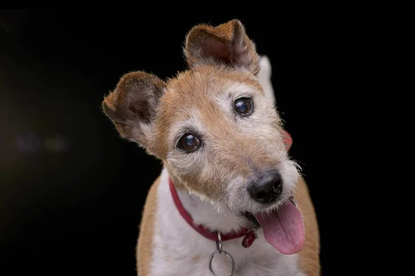 Retrato Viejo Adorable Jack Russell Terrier Aislado Sobre Fondo Negro — Foto de Stock