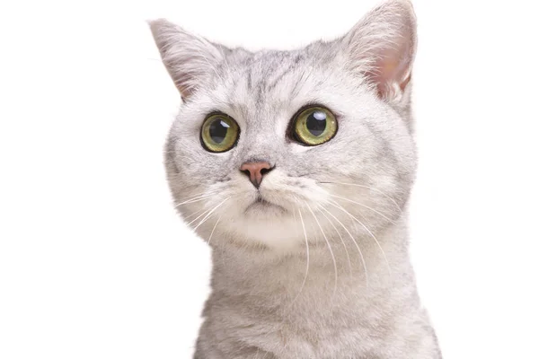 Retrato Adorável Gato Britânico Curta Distância Isolado Fundo Branco — Fotografia de Stock
