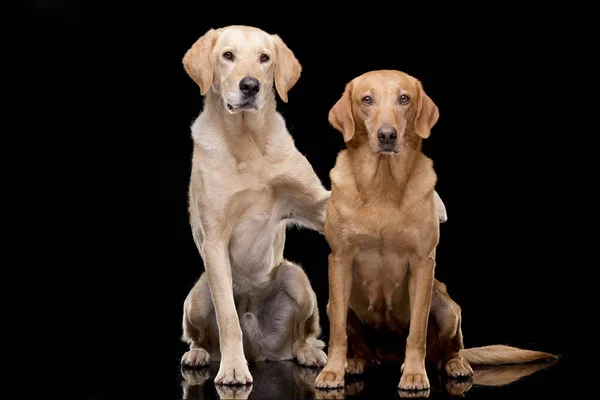 Estúdio Tiro Adorável Golden Retriever Cão Raça Mista Sentado Fundo — Fotografia de Stock