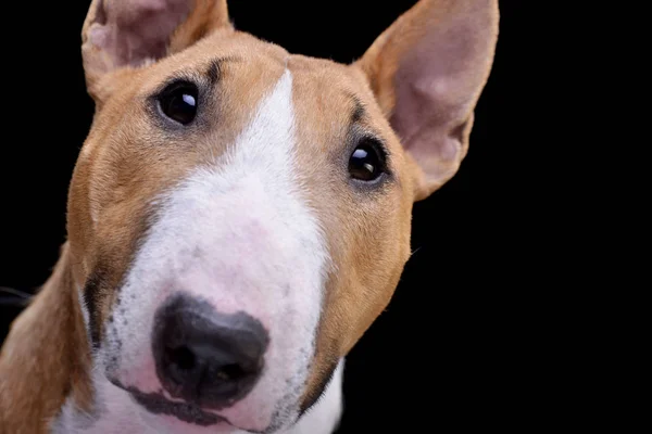 Portret Van Een Schattig Mini Bull Terrier Geïsoleerd Zwarte Achtergrond — Stockfoto