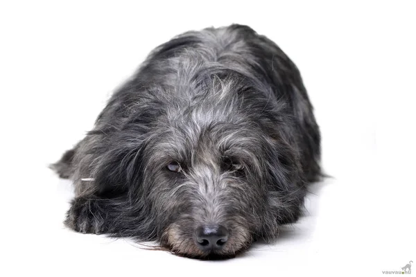 Estudio Disparo Perro Raza Mixta Adorable Acostado Sobre Fondo Blanco —  Fotos de Stock