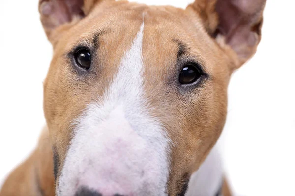 Retrato Adorable Mini Bull Terrier Aislado Sobre Fondo Blanco — Foto de Stock