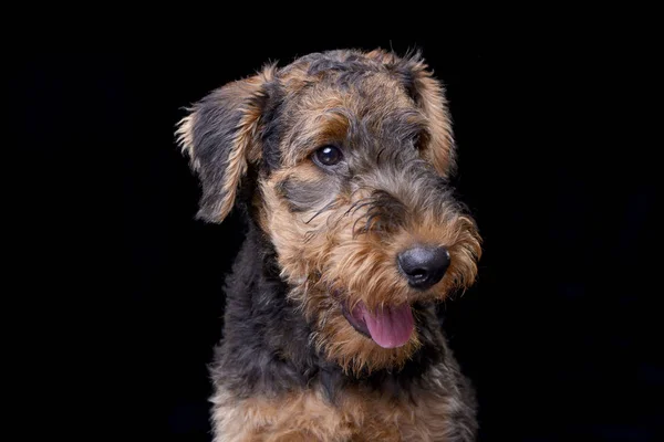 Portret Urocze Airedale Terrier Białym Czarnym Tle — Zdjęcie stockowe