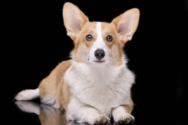 Studio Shot Young Adorable Corgie Lying Black Background — Stock Photo, Image