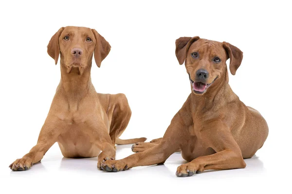 Studio Shot Adorable Hungarian Vizsla Magyar Vizsla Mixed Breed Dog — Stock Photo, Image