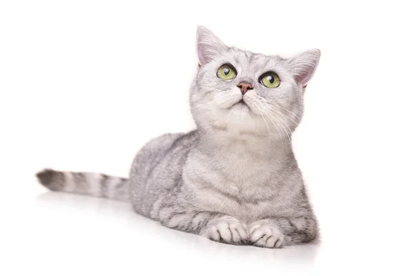 Студийный Снимок Восхитительной Британской Короткошерстной Кошки Лежащей Белом Фоне — стоковое фото