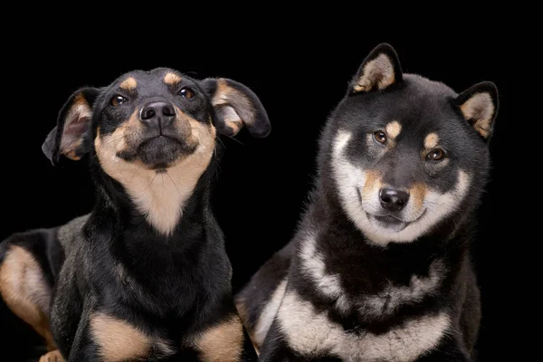 愛らしい混合された品種犬と黒の背景の上に横たわるサモエドスカヤのスタジオ撮影 — ストック写真