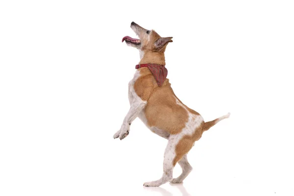 一张工作室拍摄的一只古老的 可爱的杰克 罗素猎犬站在后腿 孤立在白色的背景 — 图库照片