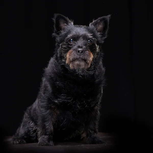 Studio Shot Adorable Mixed Breed Dog Sitting Black Background — Stock Photo, Image