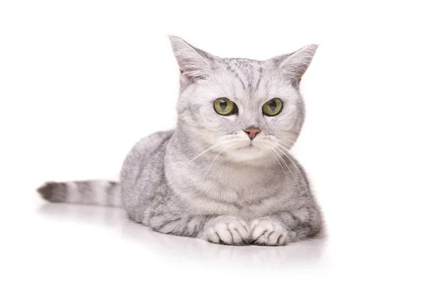 白い背景の上に横たわるかわいいブリティッシュショートヘアの猫のスタジオ撮影 — ストック写真
