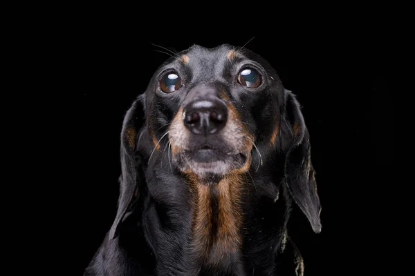 Portretul Unui Dachshund Adorabil Păr Scurt Negru Izolat Fundal Negru — Fotografie, imagine de stoc