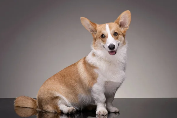 Pembroke Tricolor Galês Corgi Senta-se Em Madeiras Em Folhas De