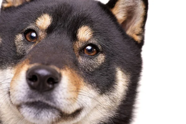 Retrato Una Adorable Samoiedskaia Sabaka Aislado Sobre Fondo Blanco — Foto de Stock