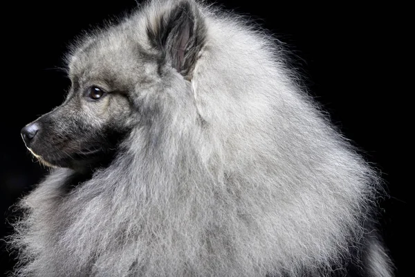 Portret Van Een Schattig Wolf Spitz Geïsoleerd Zwarte Achtergrond — Stockfoto