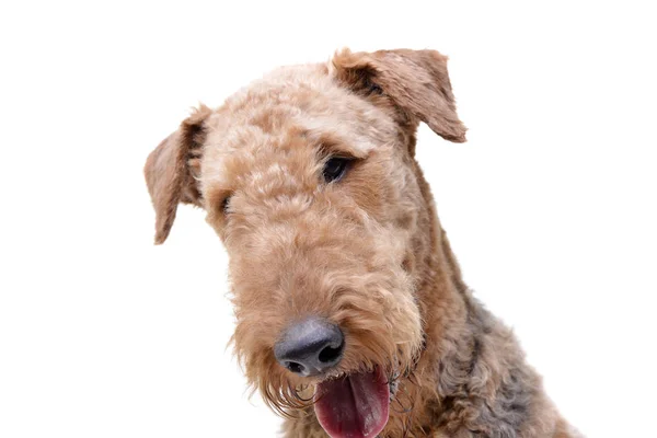 Portret Van Een Schattig Airedale Terrier Geïsoleerd Witte Achtergrond — Stockfoto