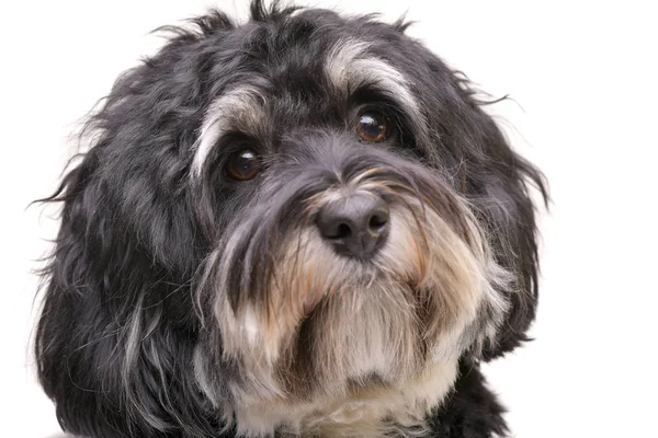 Retrato Adorable Bichon Havanese Aislado Sobre Fondo Blanco — Foto de Stock