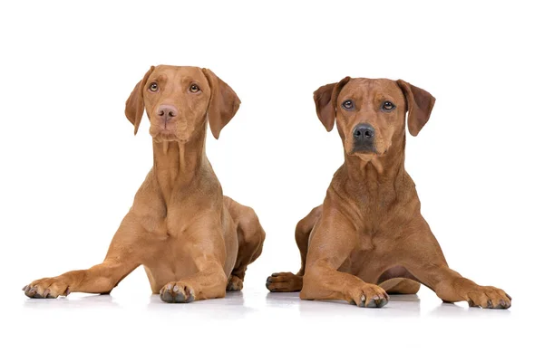 Estúdio Tiro Vizsla Húngaro Adorável Magyar Vizsla Cão Raça Mista — Fotografia de Stock