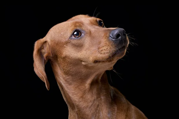 Portræt Yndig Blandet Race Hund Isoleret Sort Baggrund - Stock-foto