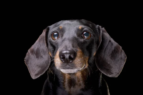 Portretul Unui Dachshund Adorabil Păr Scurt Negru Izolat Fundal Negru — Fotografie, imagine de stoc