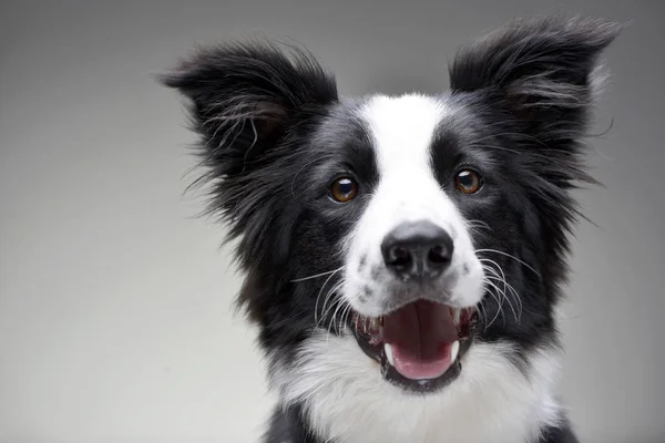 Portret Van Een Schattig Border Collie Geïsoleerd Een Grijze Achtergrond — Stockfoto