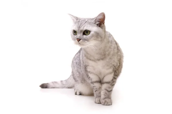 Студийный Снимок Восхитительной Британской Короткошерстной Кошки Сидящей Белом Фоне — стоковое фото