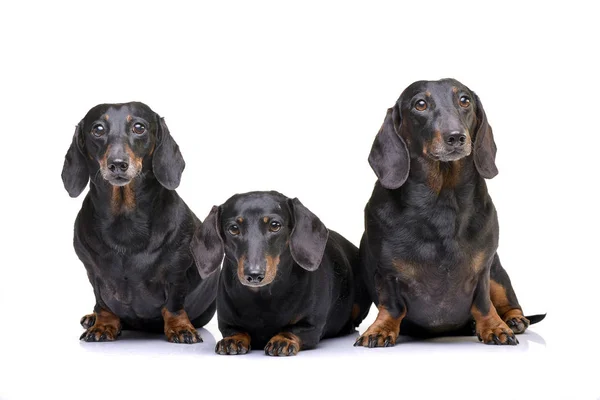 Estúdio Tiro Três Adoráveis Cabelo Curto Preto Bronzeado Dachshund Isolado — Fotografia de Stock