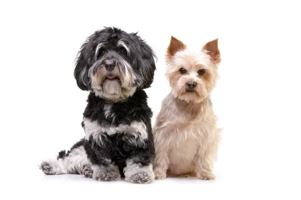 Estúdio Tiro Adorável Bichon Havanese Terrier Yorkshire Sentado Fundo Branco — Fotografia de Stock