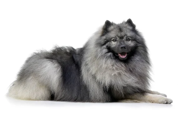 Estúdio Tiro Lobo Adorável Spitz Deitado Sobre Fundo Branco — Fotografia de Stock