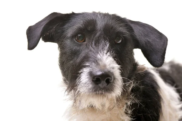 Porträt Eines Entzückenden Mischlingshundes Isoliert Auf Weißem Hintergrund — Stockfoto