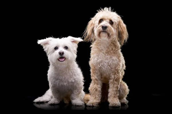 Студийный Снимок Двух Очаровательных Собак Смешанной Породы Сидящих Черном Фоне — стоковое фото