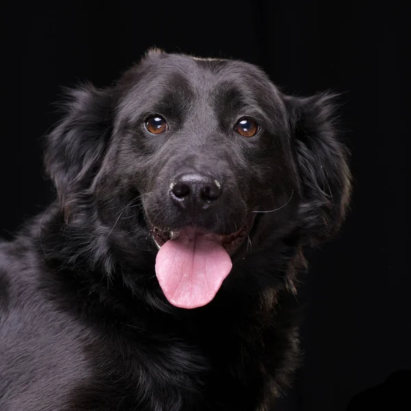 Πορτρέτο Του Ένα Αξιολάτρευτο Μικτή Φυλή Σκύλου Απομονωμένη Μαύρο Φόντο — Φωτογραφία Αρχείου