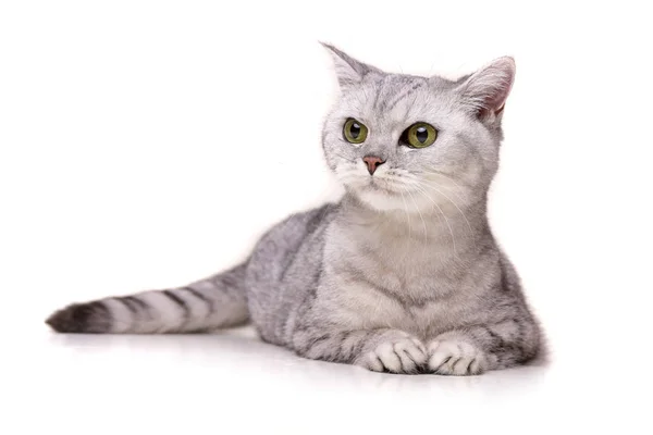 Estúdio Tiro Adorável Britânico Gato Shorthair Deitado Fundo Branco — Fotografia de Stock