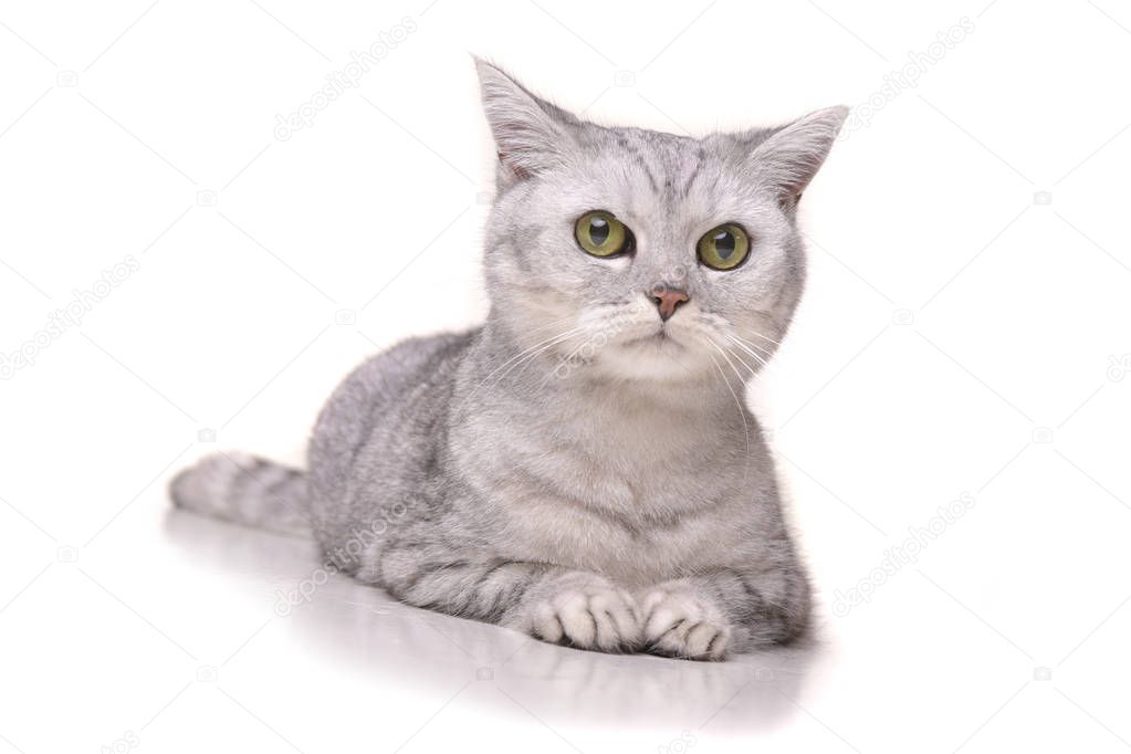 Studio shot of an adorable British shorthair cat lying on white background.