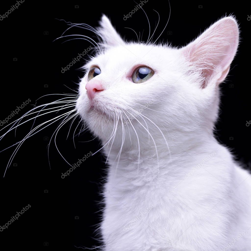 Portrait of an adorable domestic cat - isolated on black background.