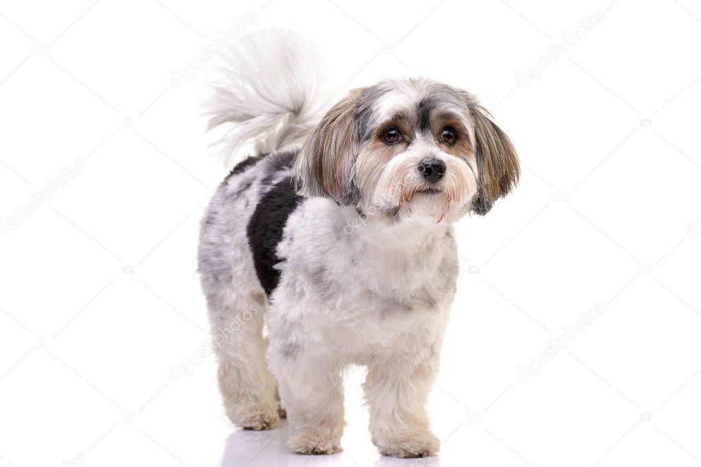 Studio shot of an adorable Havanese dog standing on white background.