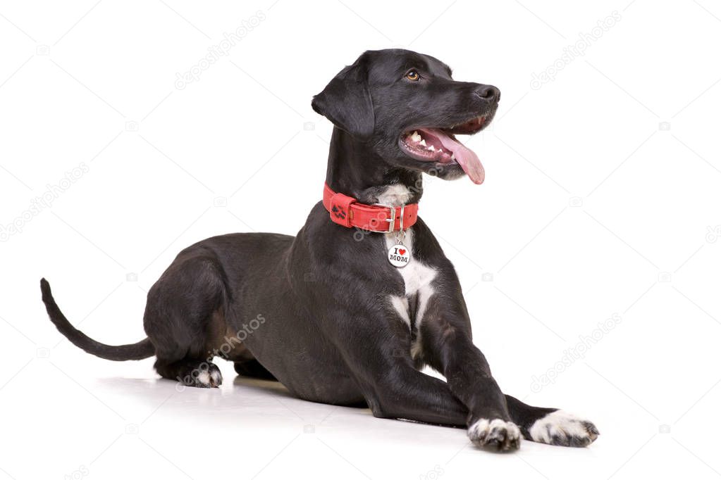 Studio shot of an adorable mixed breed dog lying on white background.