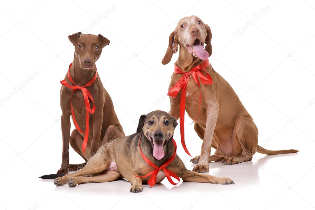 Studio shot of 2 adorable mixed breed dog and a Hungarian vizsla (Magyar vizsla) wearing red ribbons - isolated on white background.