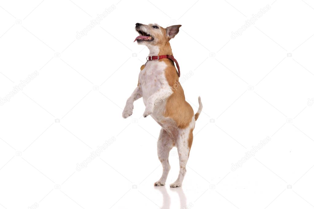 Studio shot of an old, adorable Jack Russell terrier standing  on hind legs - isolated on white background.