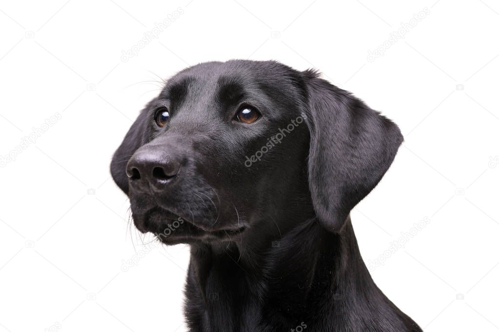 Portrait of an adorable Labrador retriever - isolated on white background.