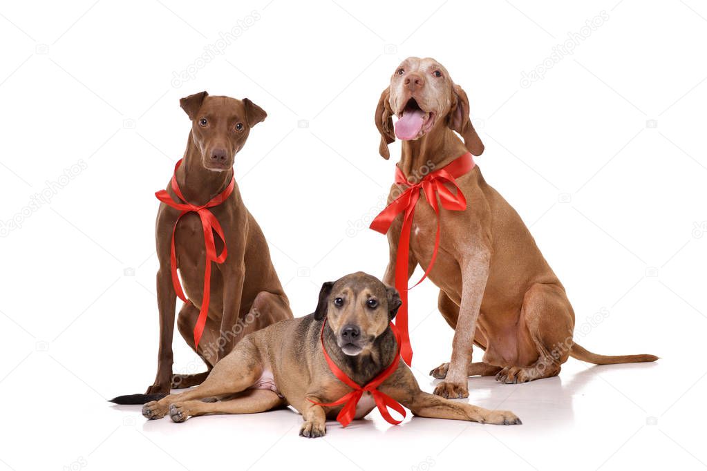 Studio shot of 2 adorable mixed breed dog and a Hungarian vizsla (Magyar vizsla) wearing red ribbons - isolated on white background.