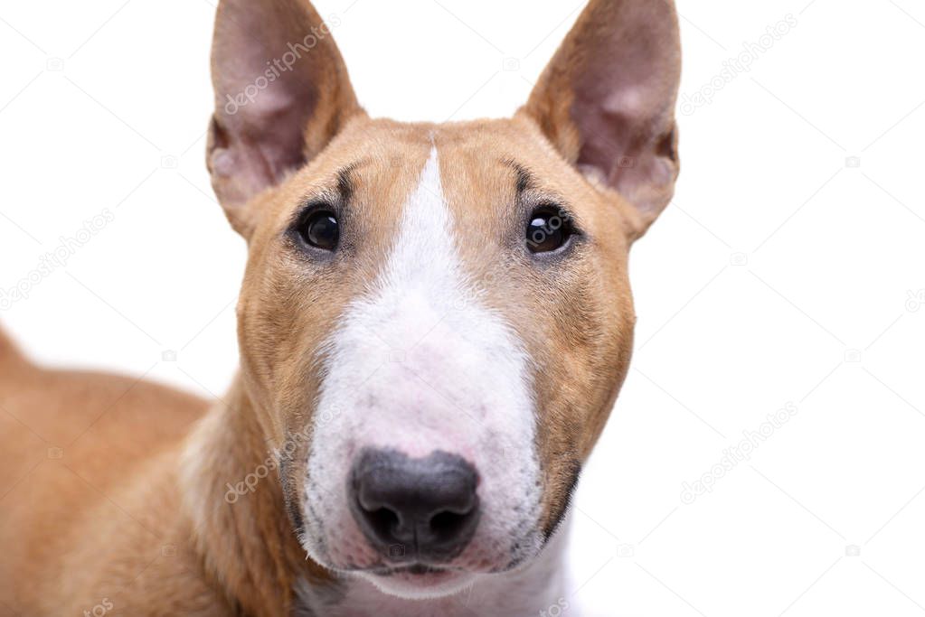 Portrait of an adorable Mini Bull terrier - isolated on white background.