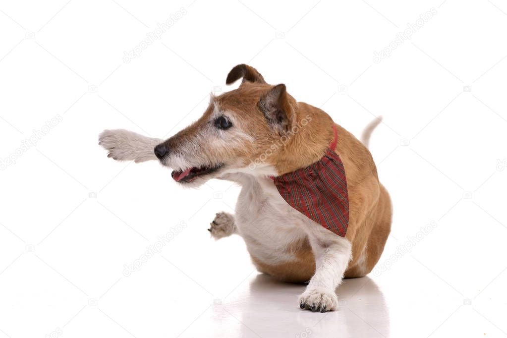 An old, adorable Jack Russell terrier getting up - isolated on white background.