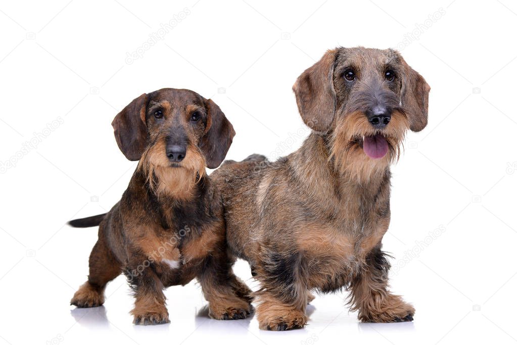 Studio shot of two adorable wire haired dachshund standing on white background.