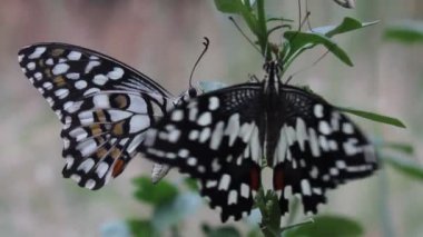 Doğal habitatına çiçek bitkiler üzerinde oturan ortak bir kireç kelebek güzel video.