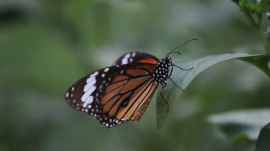 The Monarch Butterfly 'ın çiçek fabrikasında oturan bir videosu
