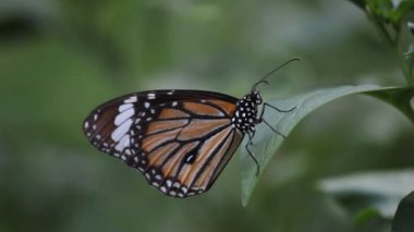 The Monarch Butterfly 'ın çiçek fabrikasında oturan bir videosu